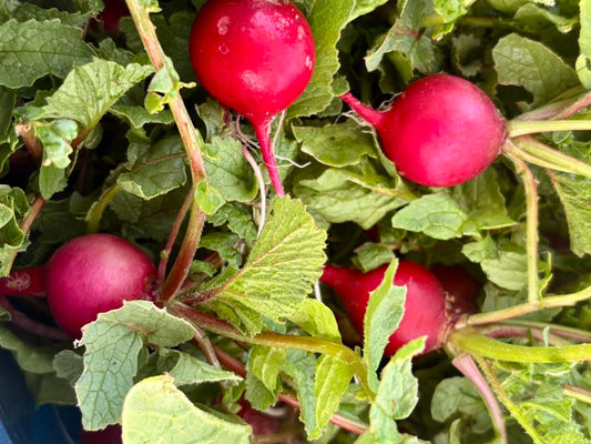 Cut back on waste by exploring ways to use garden vegetable scraps: