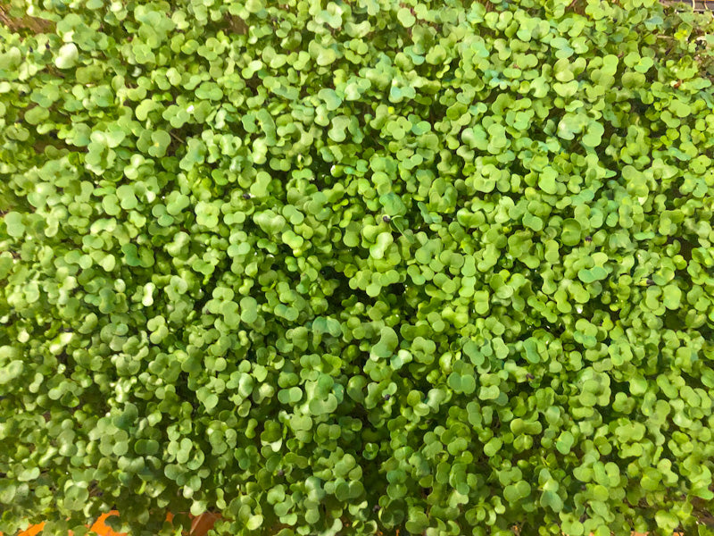 Spicy Salad Microgreens