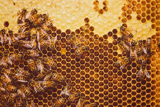 Bees Role in Agriculture