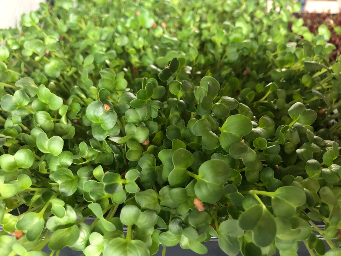 What are Microgreens?