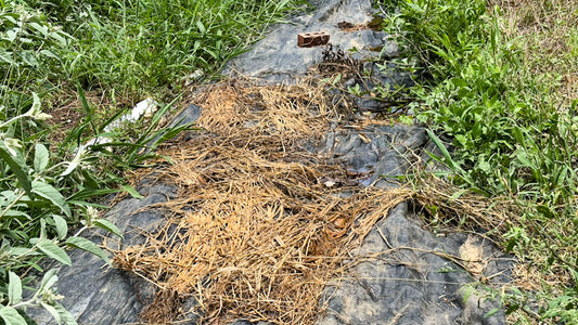 Tarping for non-toxic weed control