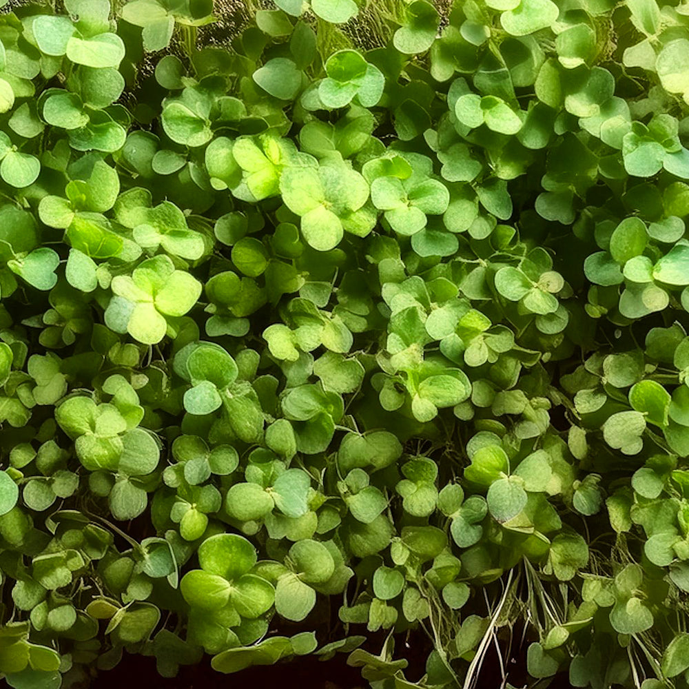 anise_microgreens_texas