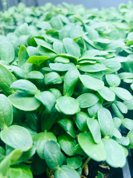 Cantaloupe Microgreens