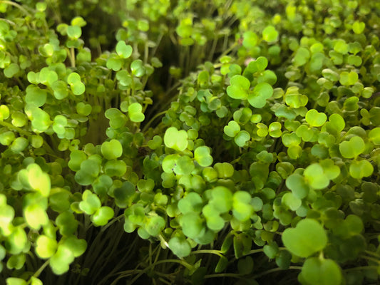 arugula microgreens texas