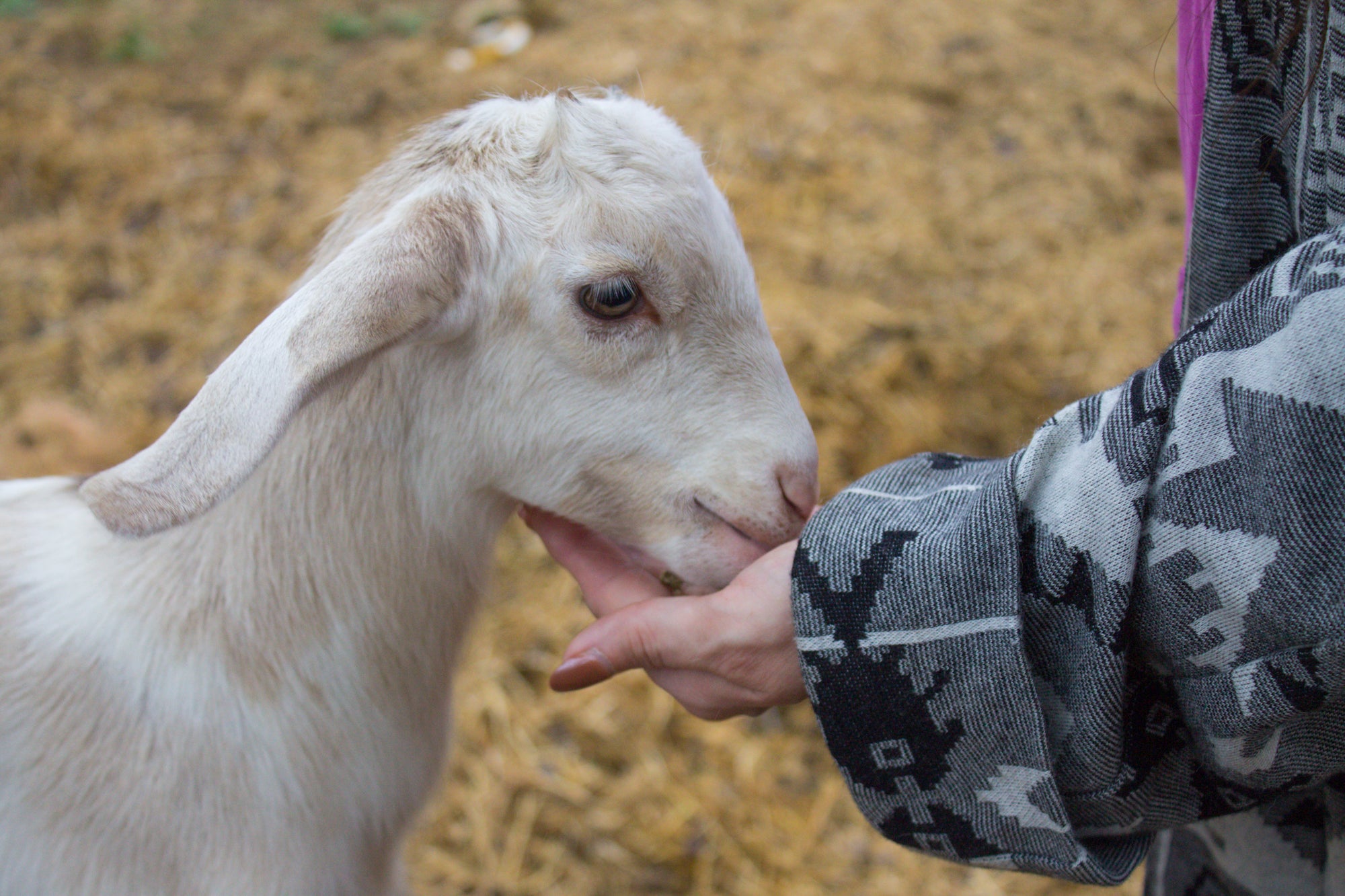 baby goat feeding