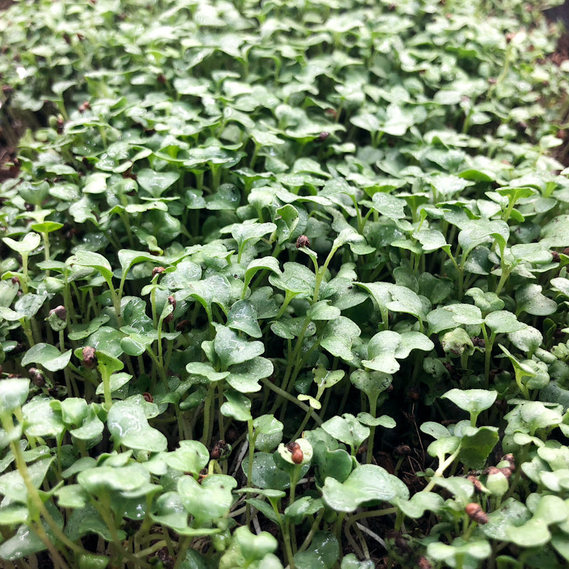 Broccoli Microgreens