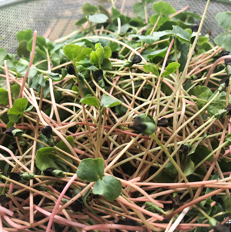 Buckwheat Microgreens