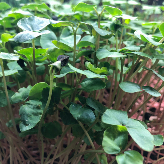 Buckwheat Microgreens