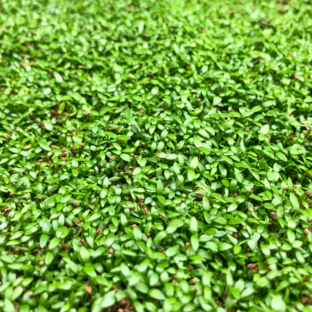 celery microgreens texas