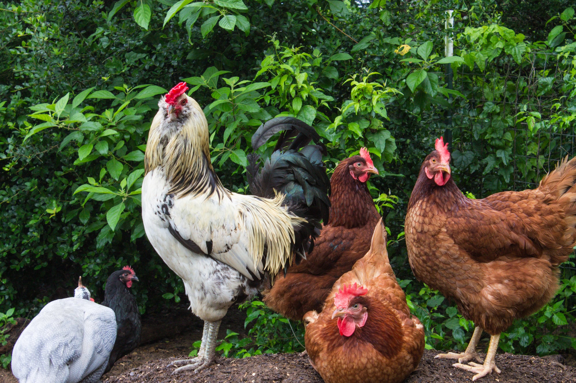 farm hens and rooster