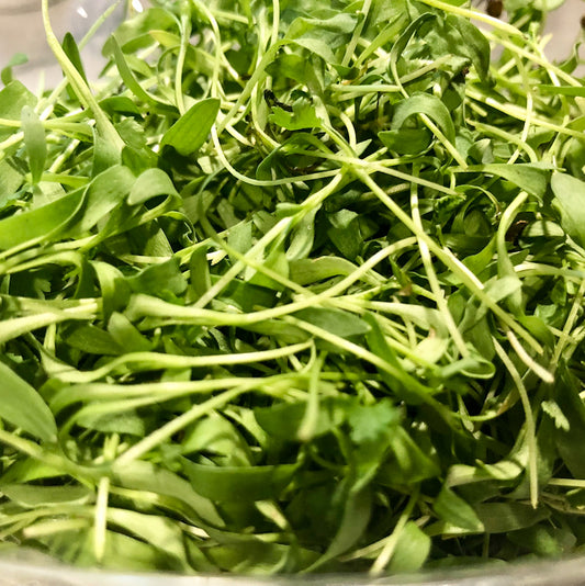 Cilantro Microgreens