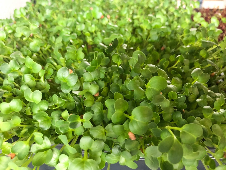 Radish Microgreens