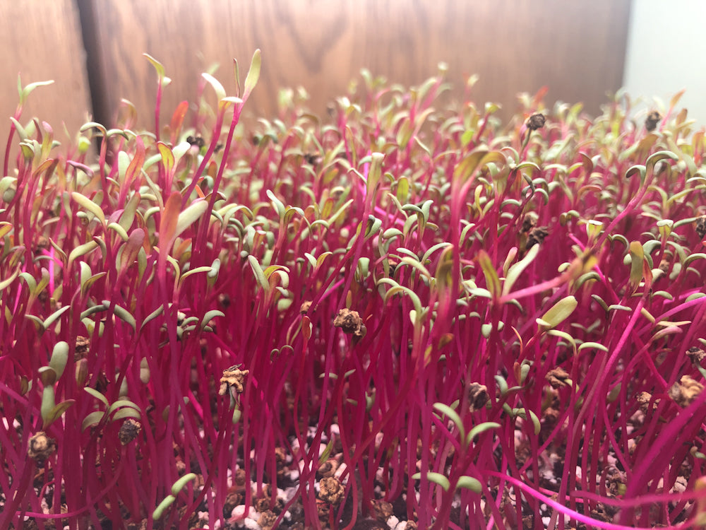 beet microgreens texas