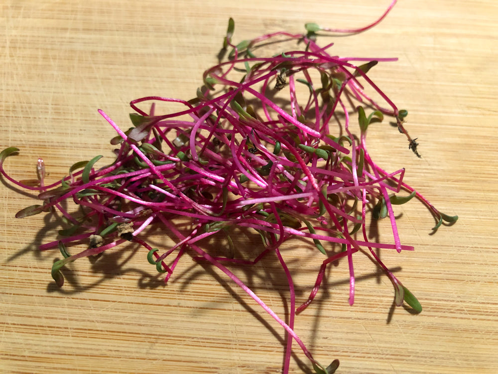 detroit_beets_microgreens_texas