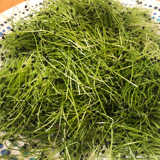 leek_microgreens_bunch_texas