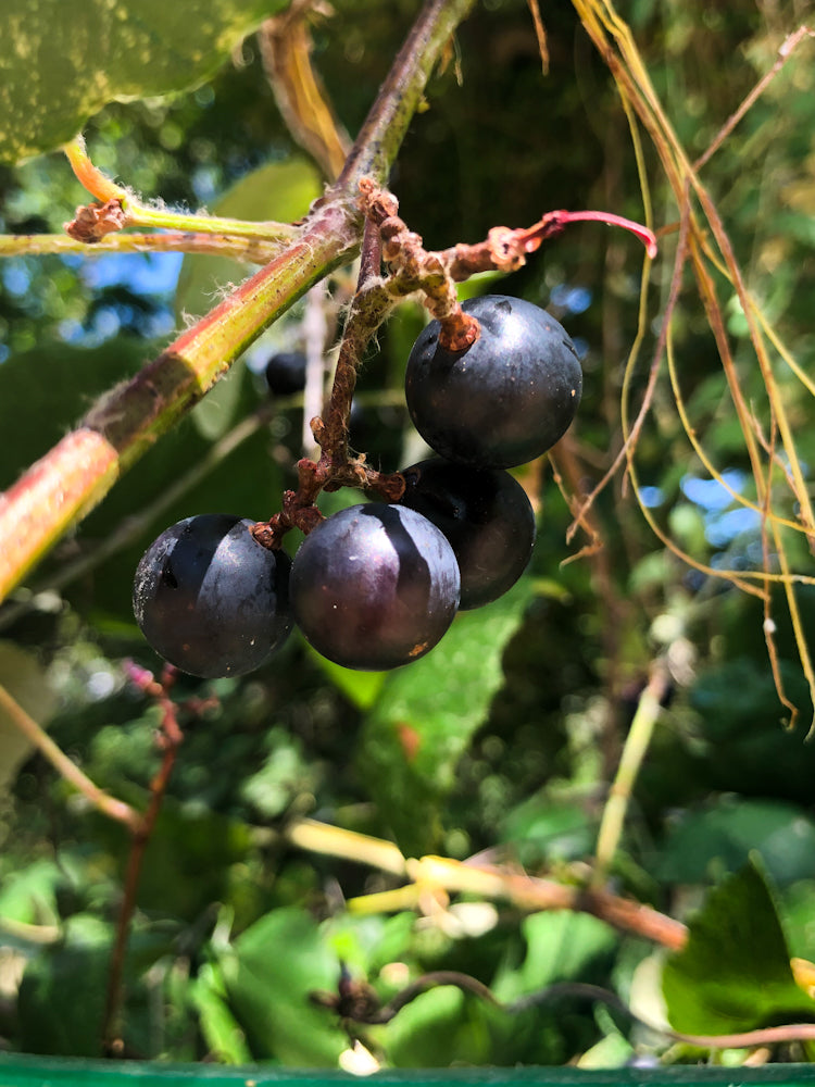 caldwell_texas_mustang_grapes