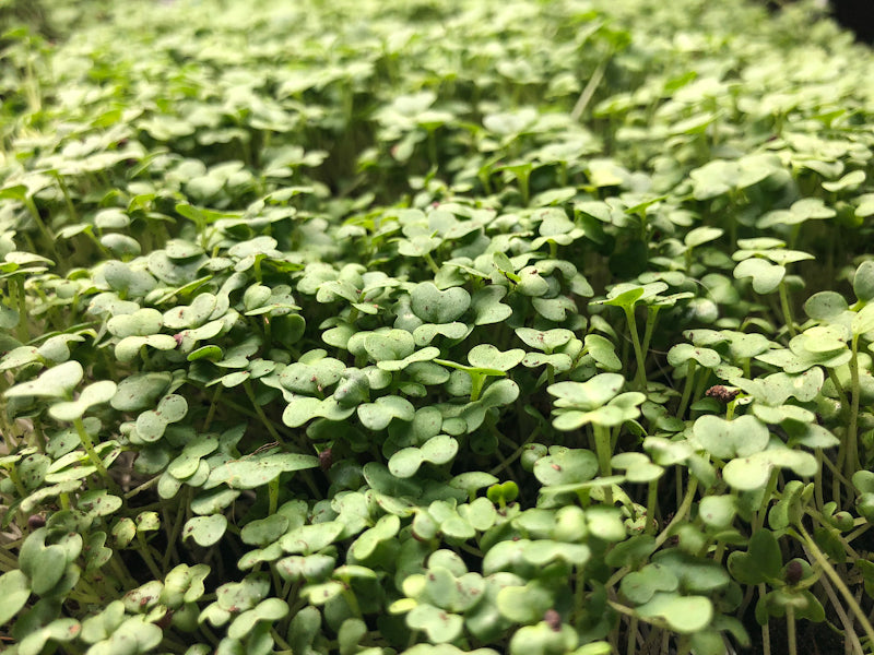 Mustard Microgreens