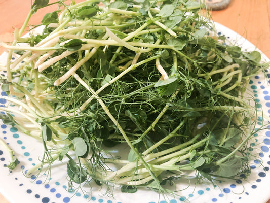 pea_microgreens_texas