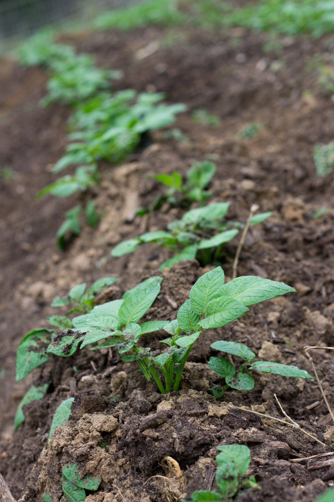 Texas Potato Vegetable Plant 