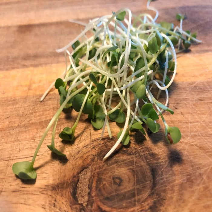 Radish Microgreens