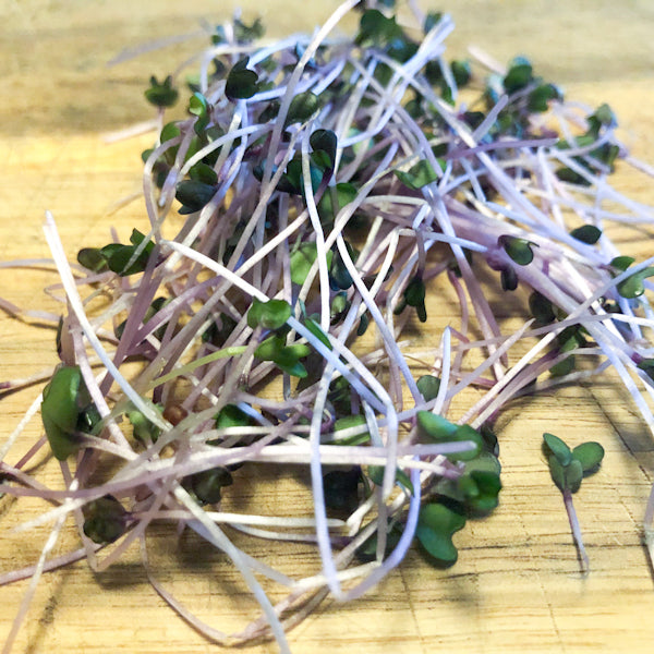 Red Cabbage Microgreens