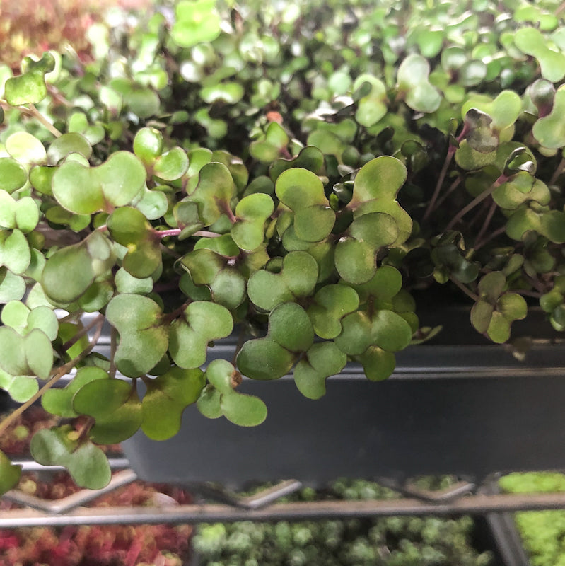 Red Cabbage Microgreens