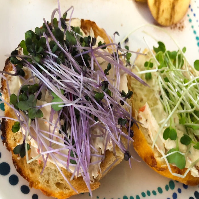 Red Cabbage Microgreens