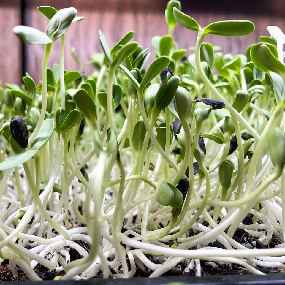 sunflower texas microgreens