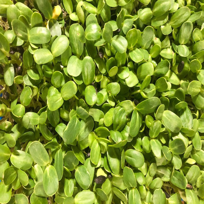 sunflower microgreens texas