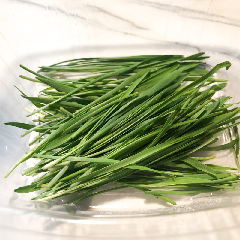 Wheatgrass Microgreens