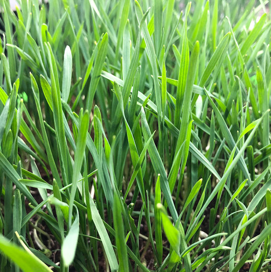 Wheatgrass Microgreens